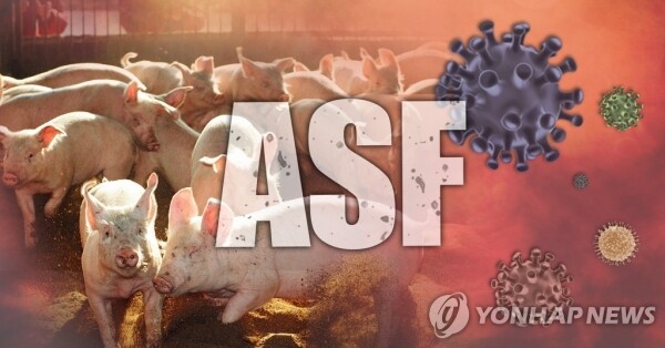 중국에서 들어온 여행객이 휴대한 돼지고기 가공품 2건서 아프리카돼지열병(ASF) 바이러스 유전자가 검출됐다. [그래픽= 연합뉴스]